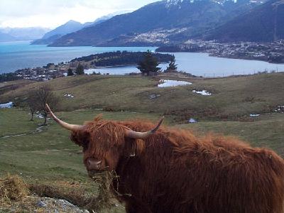 yak